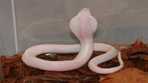 Giấc mơ rắn trắng bò lên người thể hiện sự khó khăn