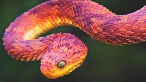 Gợi ý số đề may mắn khi nằm mơ thấy rắn đỏ